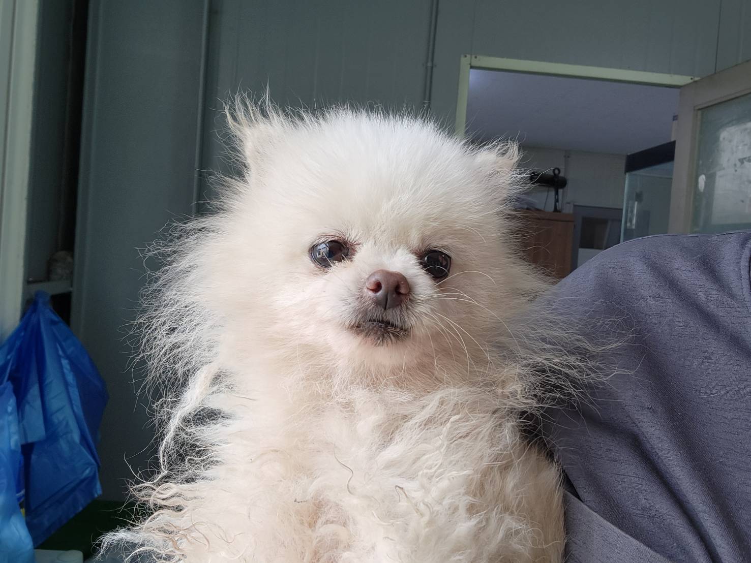 포메라니안 이미지 파일 입니다.